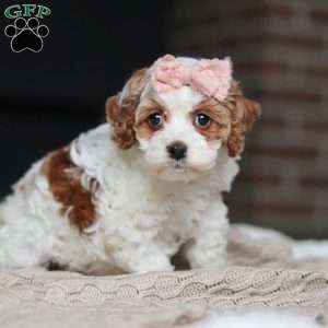 Daisy/Cockapoo									Puppy/Female	/7 Weeks,Meet the most darling F1B Cockapoo named Daisy! This girl is the definition of sweet and lovable—always ready to greet people with tail wags and snuggles. She has a playful side too, especially when there’s a toy involved or a new spot to explore. With her soft, wavy coat and warm eyes, she knows exactly how to melt hearts. Whether it’s joining in on adventures or curling up for a cozy nap, this little one may just be the perfect little sidekick for your family!